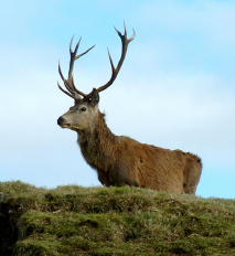 Red deer can be a source of wild meat in the Scottish Highlands A red deer in the Scottish Highlands