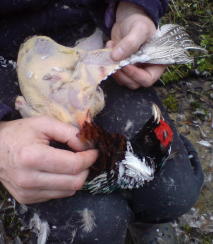Roast road-kill pheasant could be a wild meat delicacy Plucking a road-kill pheasant for roasting