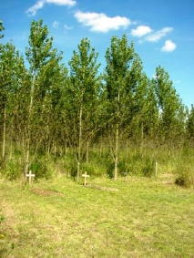 a woodland burial site slowly becomes a beautiful mature woodland