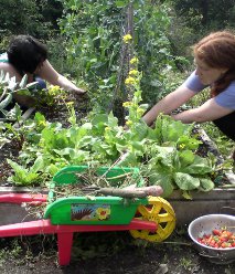 Low-impact shopping means shopping less and perhaps growing some of your own food instead Shop less: have a go at growing some of your own food