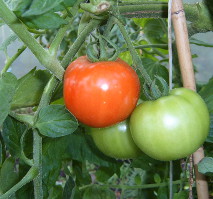no tomatoes you can buy will beat the taste of home-grown tomatoes from your greenhouse