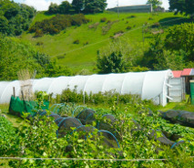 a polytunnel on a smallholding in Wales;