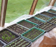 propagating seeds in trays in a greenhouse in the early spring, before transferring to a cold frame, then planting outside