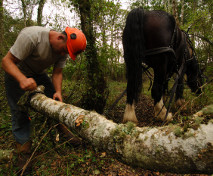 Horse logging