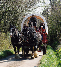 a couple of Shire horses providing human transport