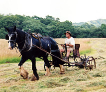 haymaking with a horse