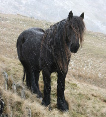Fell ponies originated in Cumbria and are a type of smaller, 'cob' working horse