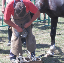 working horses have to be re-shod every 6-8 weeks