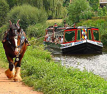 horse pulling a narrowboat on a British canal