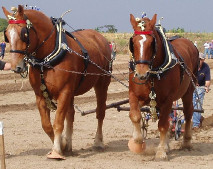 a pair of Suffolk Punches pulling a plough