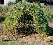 A living willow dome in summer