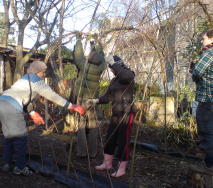 Weaving the lattice structure for the sides of a living willow tunnel;