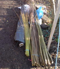 2-year-old willow rods,