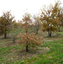 truffle plantation - Abruzzo, Italy