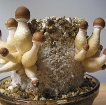 Beech Mushrooms (Hypsizygus tessellatus) growing on a sawdust block