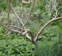 An edible forest garden, where according to permaculture design every species has been chosen to emulate a natural system