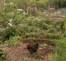 Chicken integrated into a recently-established forest garden planned to a permaculture design