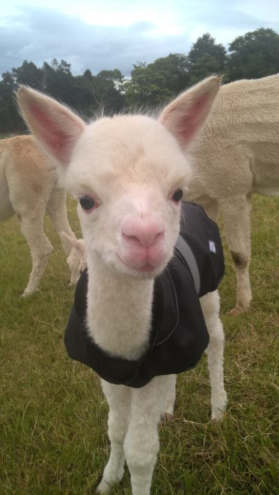 A 2-day old cria at Bobcat Alpacas