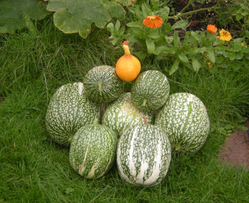 Citrouilles à partir de fumier