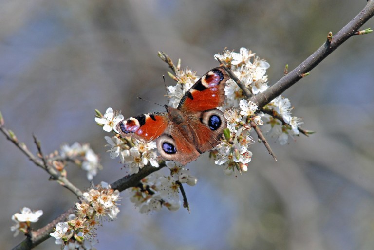Blackthorn: one of any country beekeeper's favourite plants for bees in late winter and early spring