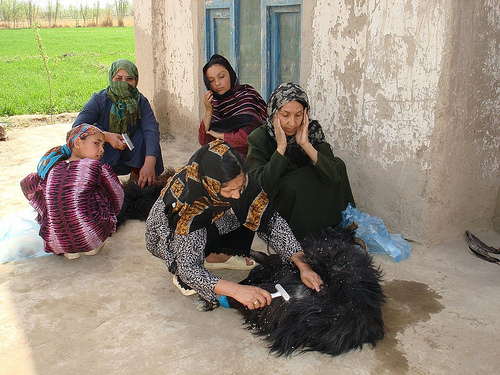 Afghan women combing cashmere fibre by hand