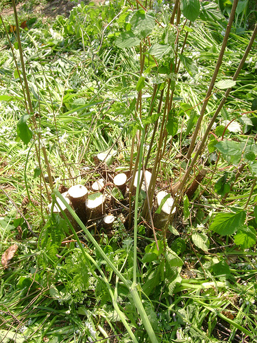 Freshly coppiced Hazel