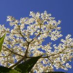 Elderflower by Tony Hisgett