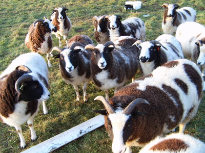 pastuch elektryczny na dziki