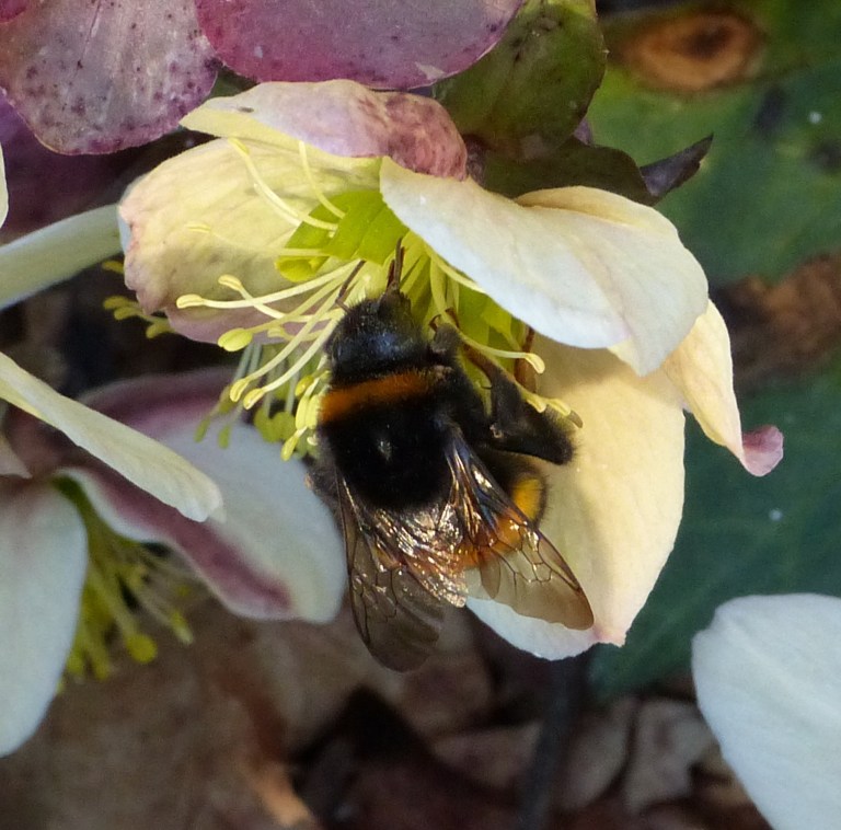 Bombus terrestris queen and hellebore