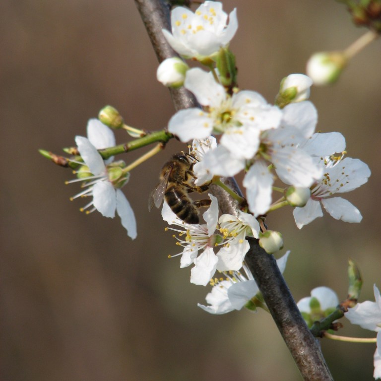 Honeybee and Cherry plum