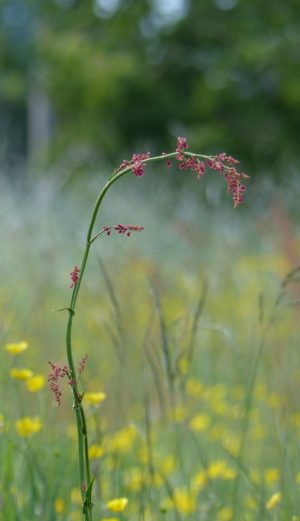 Common sorrel