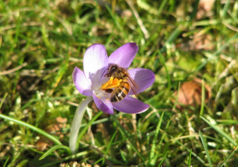 Honeybee and crocus