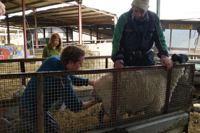 Intervening during a difficult lambing