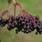 Elderberries for an elderberry elixir