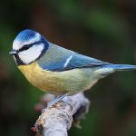 Eurasian blue tit by Francis C. Franklin