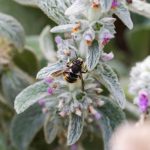 European Wool Carder bee