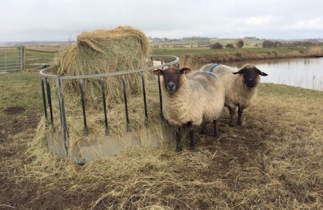 Nutrition must be carefully managed for pregnant ewes