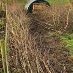 Hedgelaying for wildlife