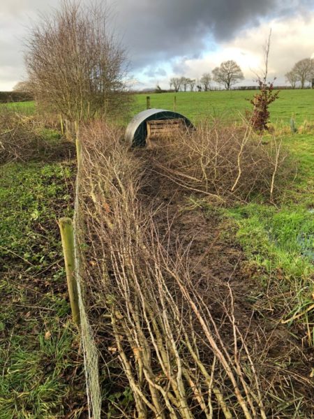 After hedgelaying for wildlife