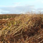 Hedgelaying in progress by the Fosse Way