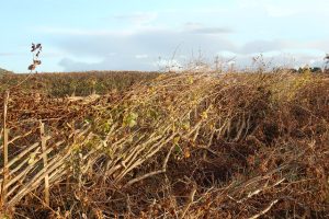 Why hedgelaying makes a better hedge