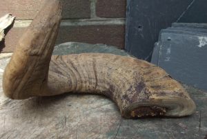 A cut ram's horn