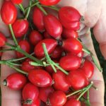 November forage of the month: rose hips