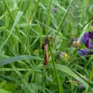 An unknown insect on a blade of grass