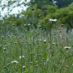 A Somerset meadow photographed by Habitat Aid