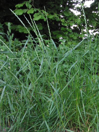 Lolium perenne ryegrass by Rasbak