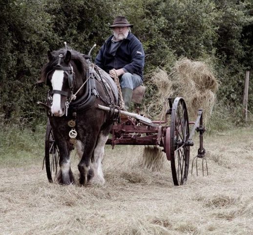 Making hay the old fashioned way