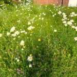 Wildflower meadows are particularly beautiful in summer. Photo by Jo Cartmell of NearbyWild.