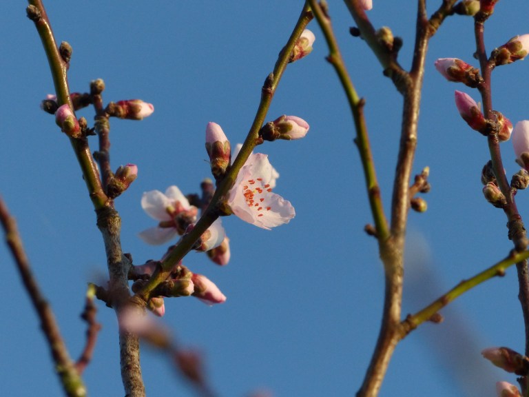 Almond blossom