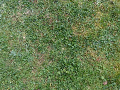 Sowing wildflower seed requires keeping weeds down